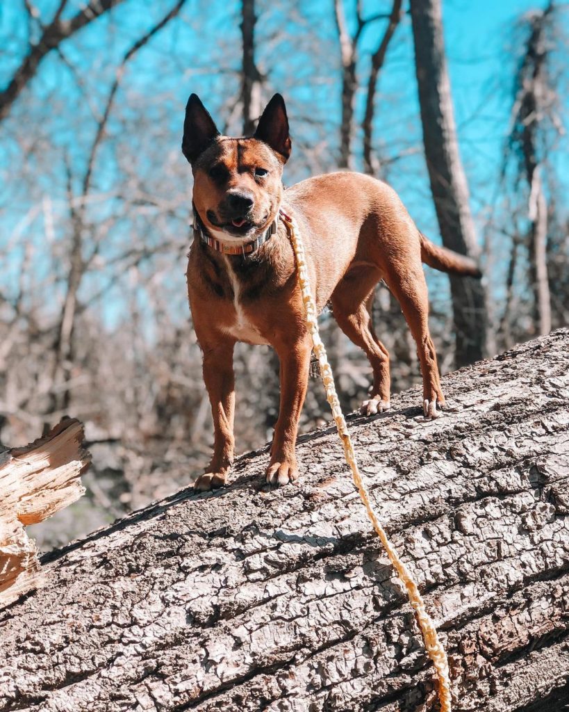 Belgian Malinois Mixes 16 Crossbreeds To Check Out