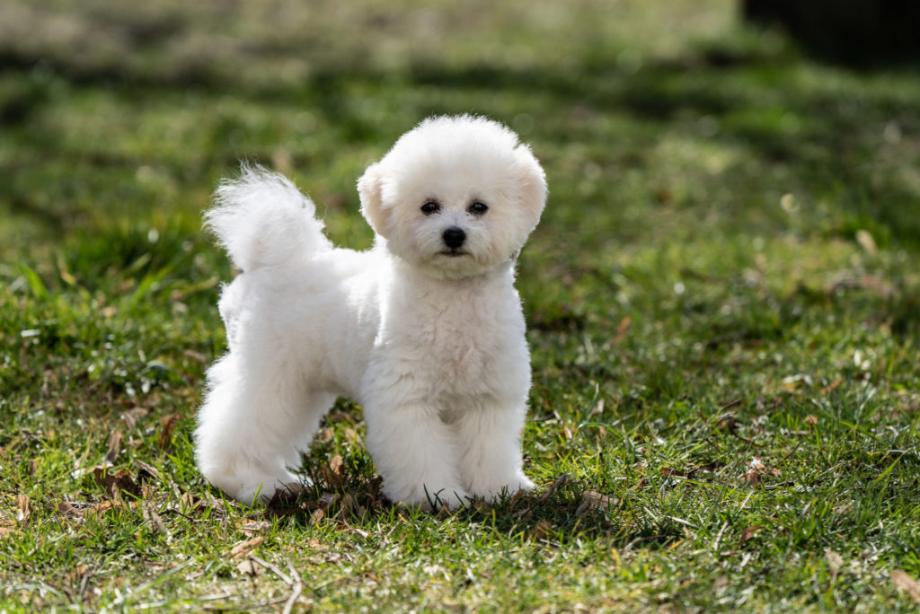 4 Bichon Frise Colors: White Is Actually Not The Only Option