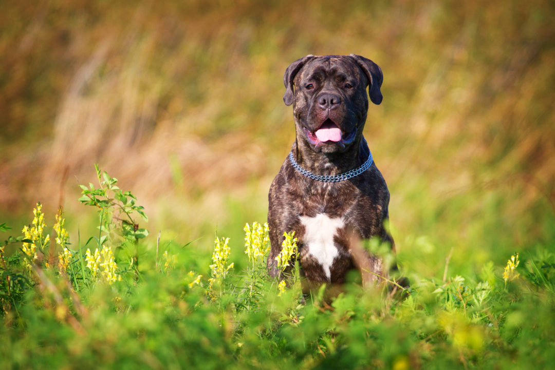 Bullmastiff Colors: A Handy Guide To 5+ Colors & Markings