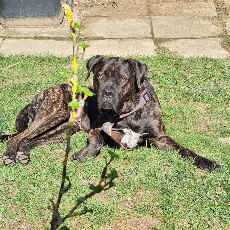 Cane Corso Boxer Mix - Is This Crossbreed Dangerous?