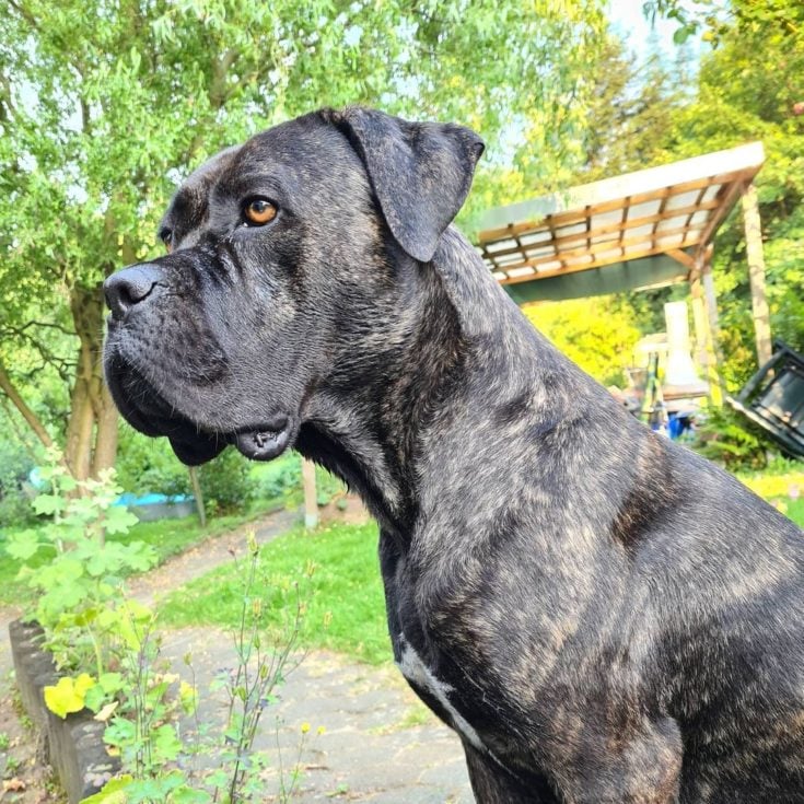 Cane Corso Boxer Mix - Is This Crossbreed Dangerous?