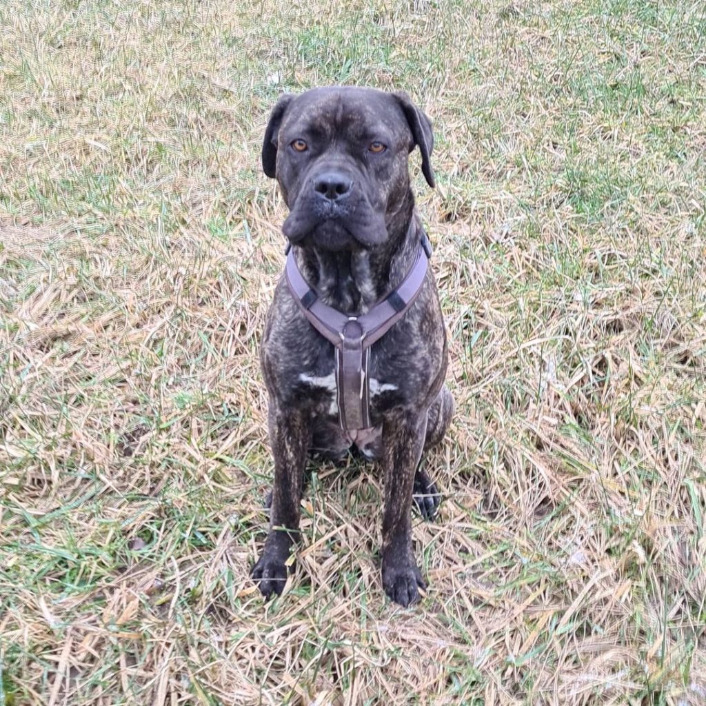 Cane Corso Boxer Mix: Everything We Know About It