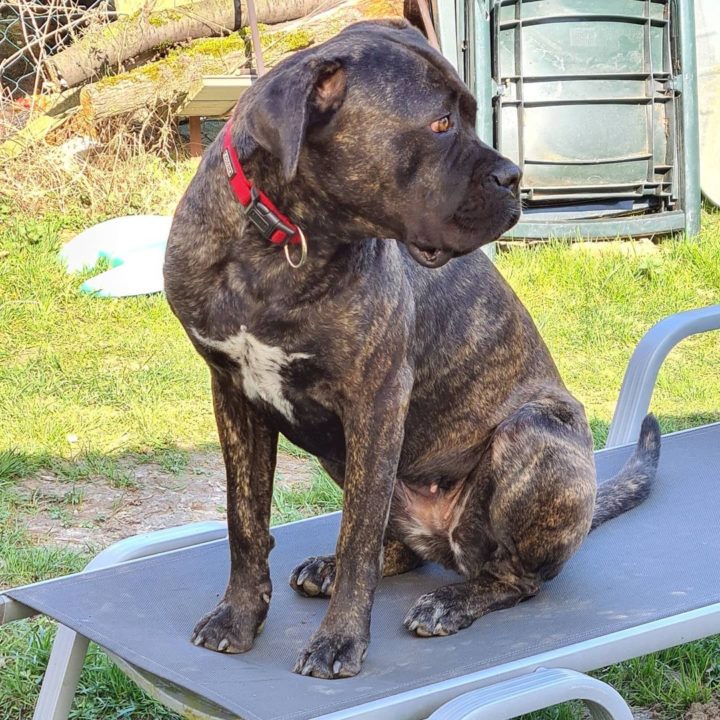 Cane Corso Boxer Mix: Everything We Know About It