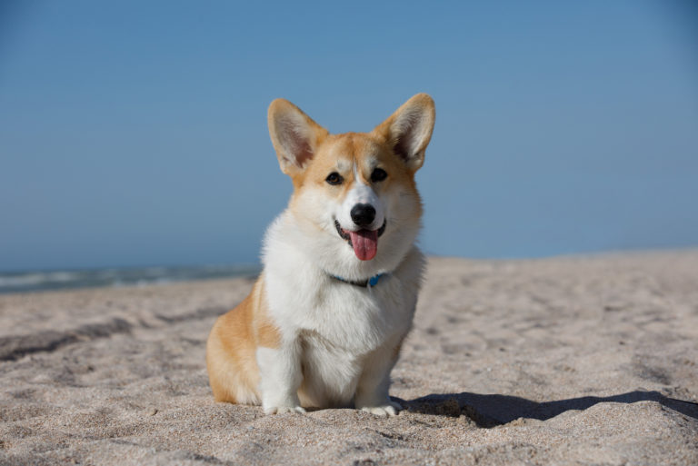 Corgi Colors: 10+ Beautiful Coat Colors And Markings