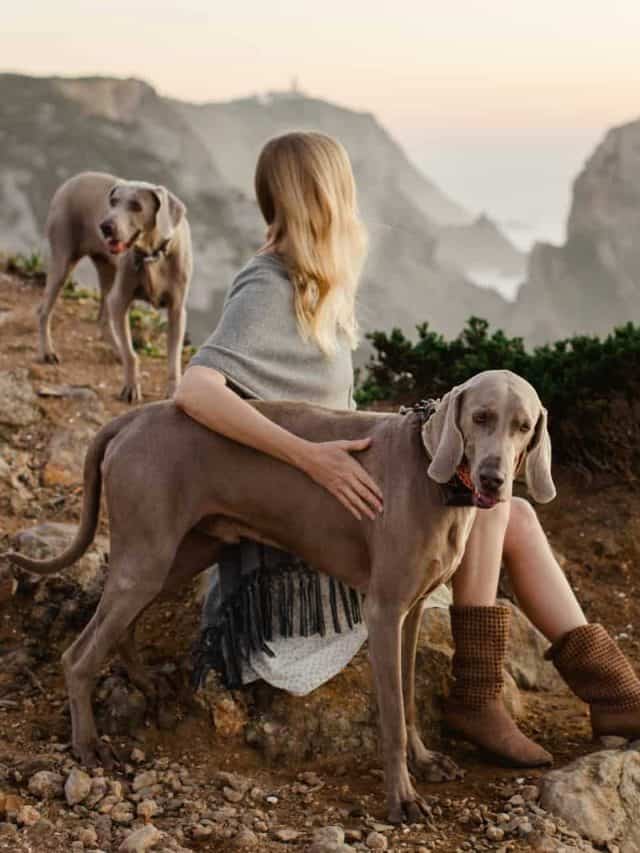 the-weimaraner-growth-chart-5-tips-for-a-healthier-puppy-pupvine