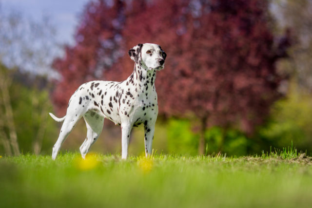 5+Dalmatian Colors: Do You Think You Know This Dog Breed?