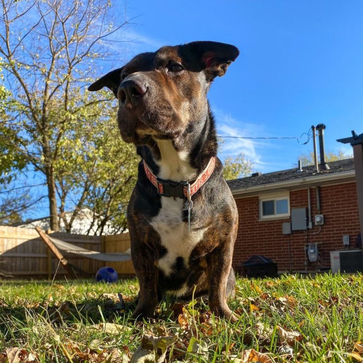 Basset Hound Pitbull Mix: Introducing One Of The Rarest Designer Dogs