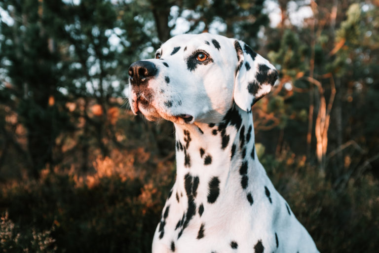 5+Dalmatian Colors: Do You Think You Know This Dog Breed?