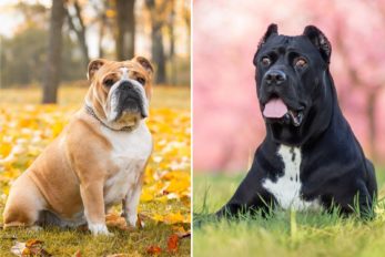 Cane Corso Bulldog Mix: What You Should Know Before Buying