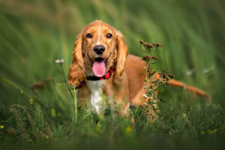 Cocker Spaniel Cost - Are Cocker Spaniels Expensive