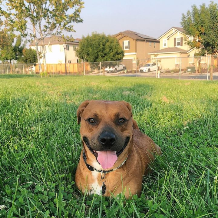 Basset Hound Pitbull Mix: Get To Know This Rare Hybrid