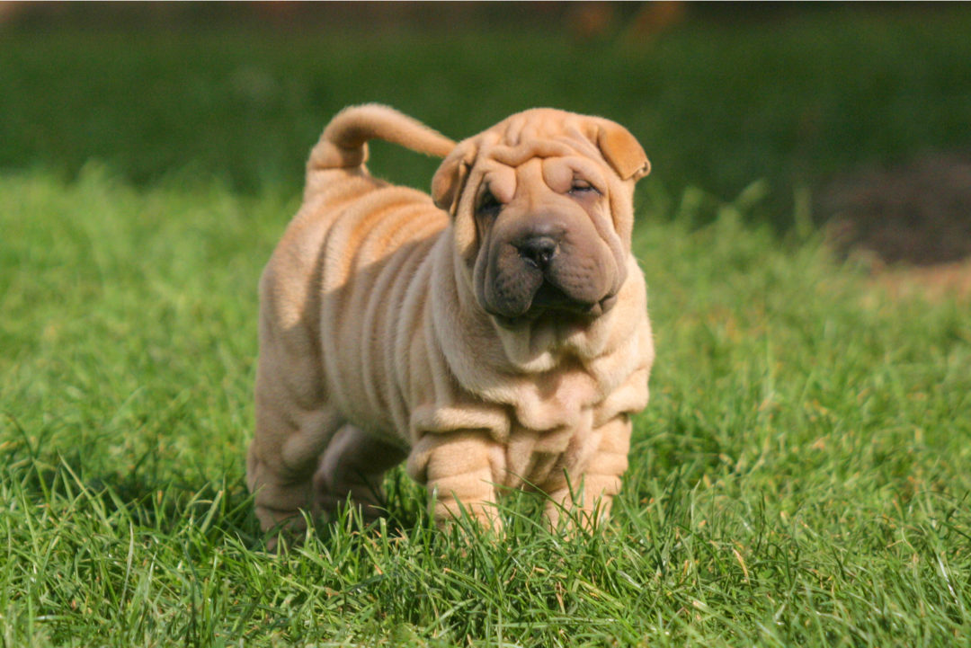 18+ Chinese Shar-Pei Colors: The Decision Will Be A Hard One