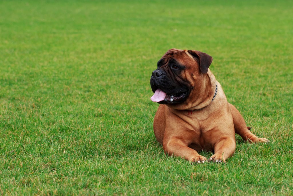 Bullmastiff Colors: A Handy Guide To 5+ Colors & Markings