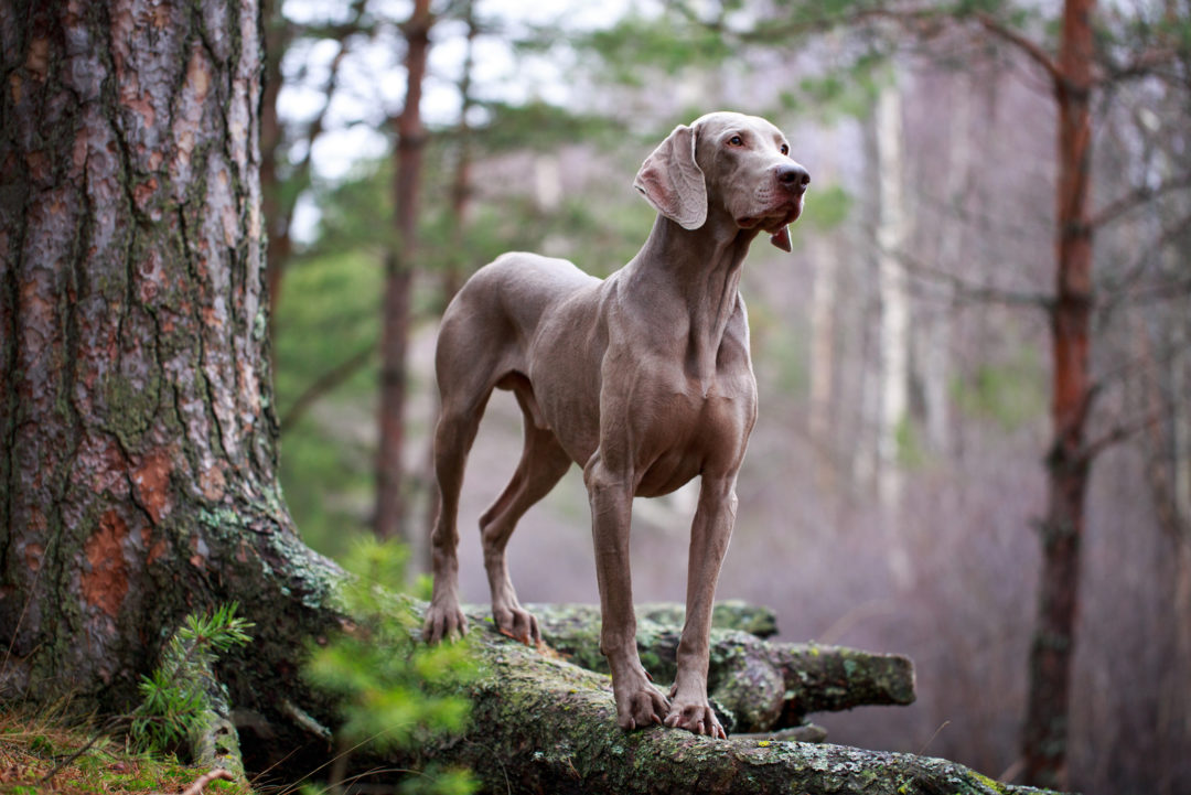 5 Weimaraner Colors: Introducing You To The Gray Ghost