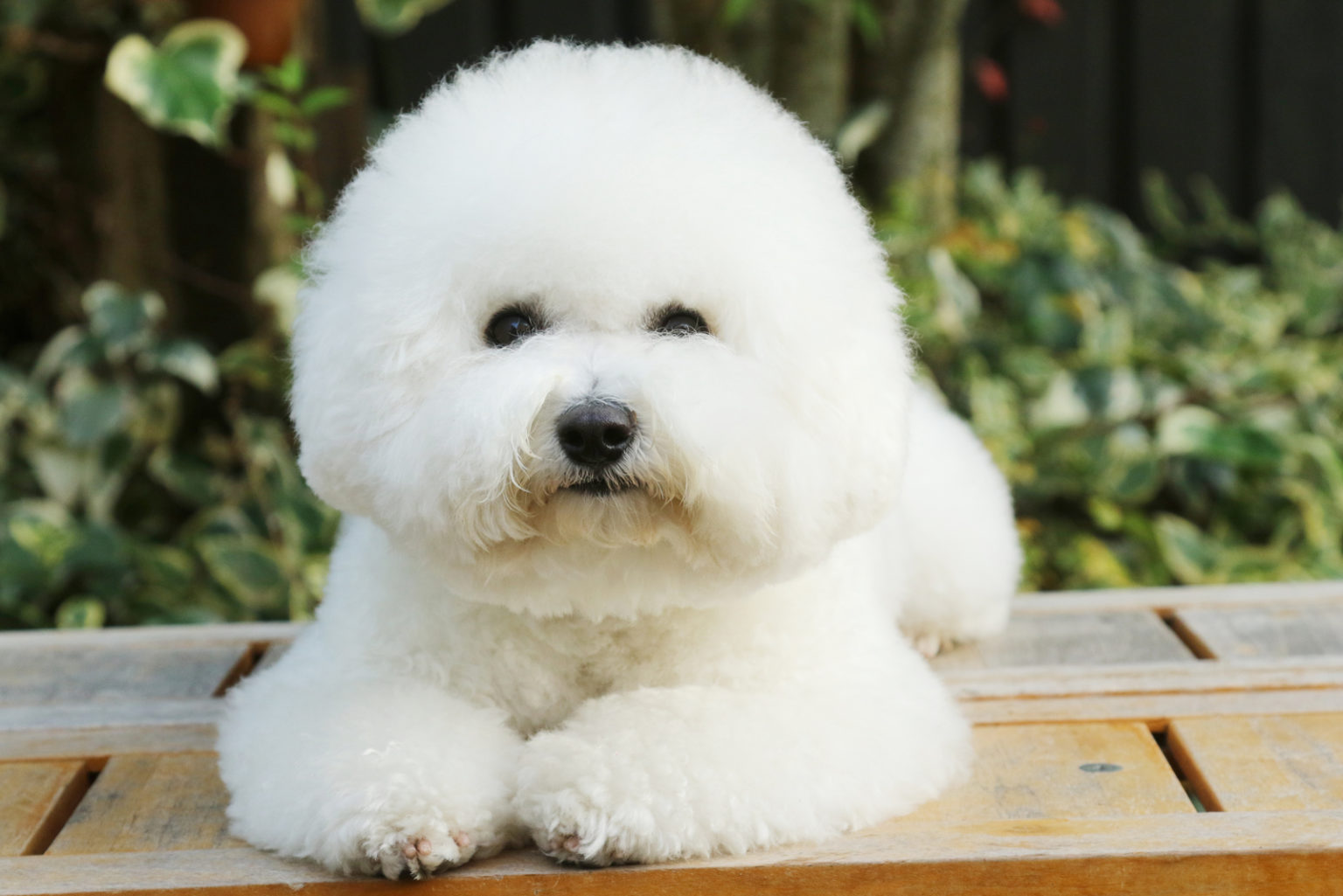 Bichon Frise Colors: Is White Really the Only Option?