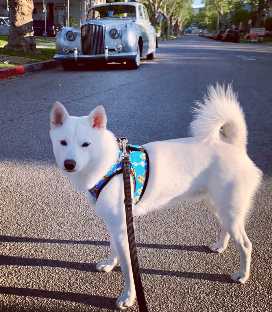 Shiba Inu Husky Mix: Your Best Guide To An Adorable Hybrid