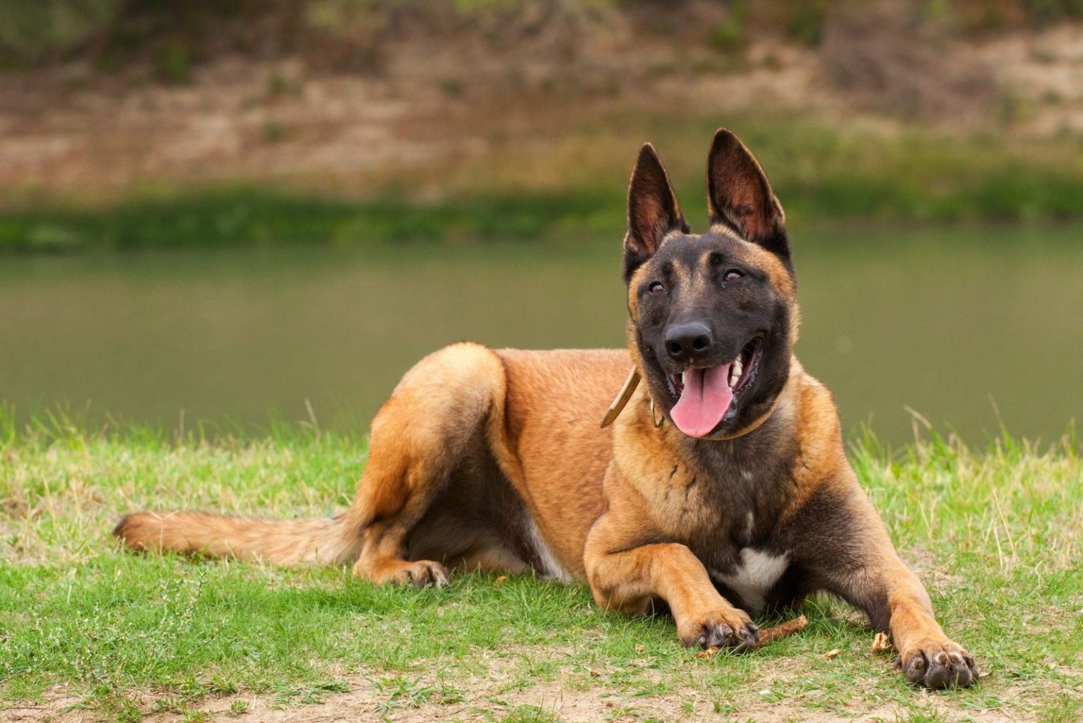 Belgian Malinois Lab Mix: What To Expect From A Hybrid Dog