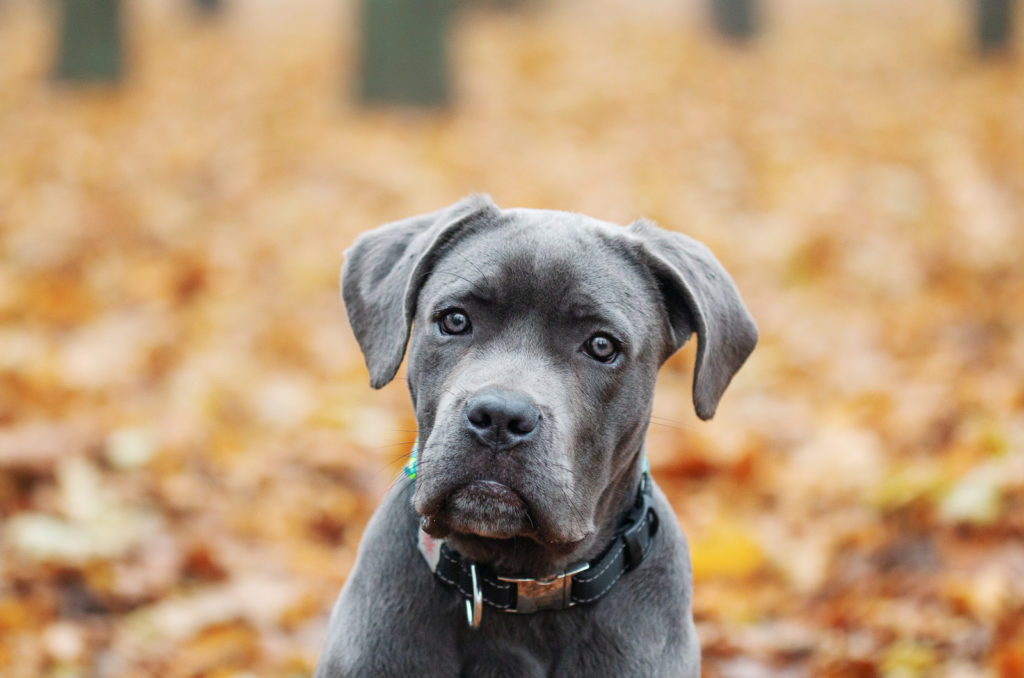 10 Best Cane Corso Breeders - Why Do Breeders Matter?