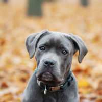 cute cane corso puppy in nature