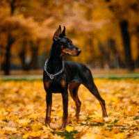 doberman standing in the park