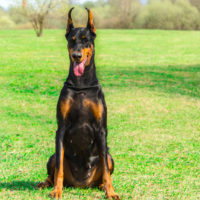 the doberman is sitting on the grass