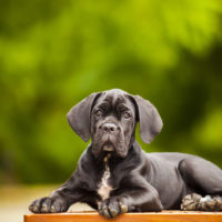 cane corso puppy posing against green background