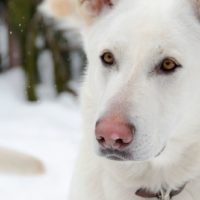 portrait of an albino german shepherd in a close up image