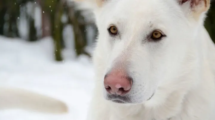 is a white german shepherd rare