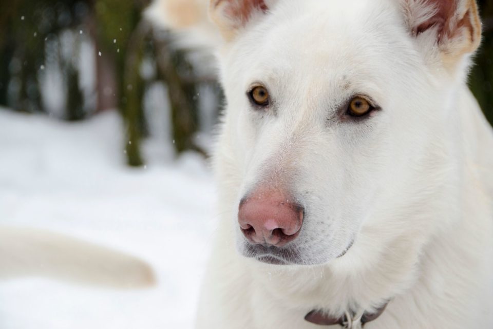 Albino German Shepherd: The Myths And The Facts Explained