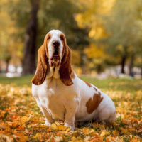 basset hound surrounded by autumn leaves