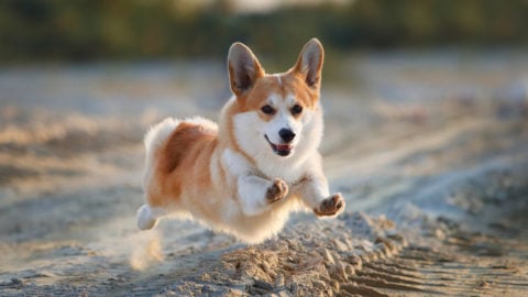 11 Best Corgi Rescues For Adoption: Where To Find Your Corgi