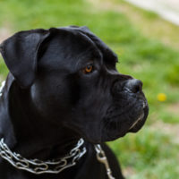 black adult cane corso dog