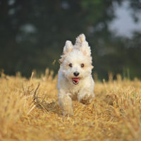 cute havanese dog running in nature