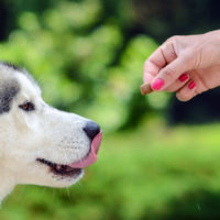 siberian husky getting a treat