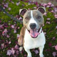 pitbull in a field of flowers