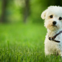 small maltese puppy standing in grass