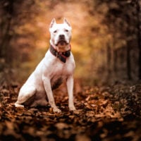 Portrait of white American pitbull terrier