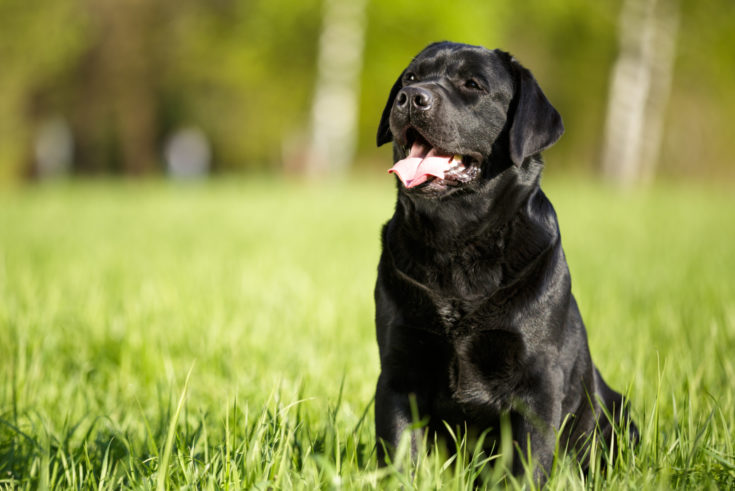 Black Dog Names: 200 Great Names For Your Furry Black Friend