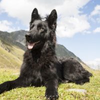 Black German Shepherd Dog with pointed ears waiting for a command lying on the grass