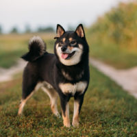 black shiba inu stnading