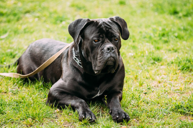 Black Dog Names: 200 Great Names For Your Furry Black Friend