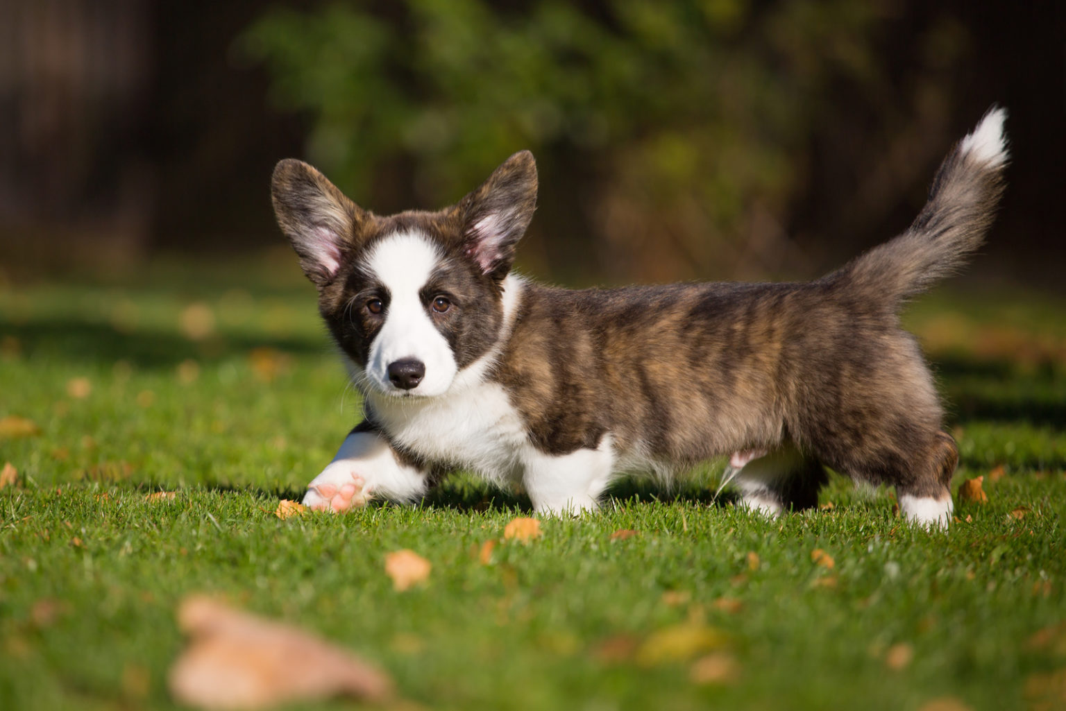 Corgi Greyhound Mix: Meet This Energetic Designer Dog