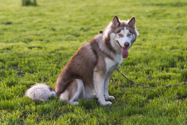 100-husky-names-as-unique-names-as-the-breed-itself