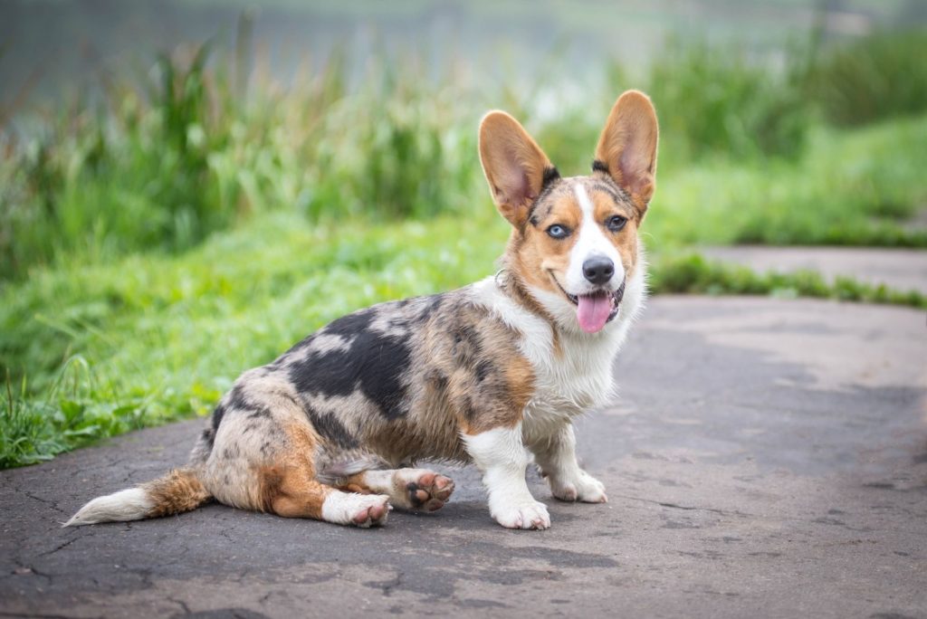 Corgi Pitbull Mix: Is This The Best Dog For Your Family?