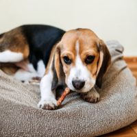 Beagle puppy eating Dog Snack Chewing Sticks at home