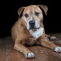 corgi pitbull mix dog lying on the floor inside a dark room