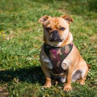 porgi -a mix breed between corgi and pug standing outdoors staring at the camera