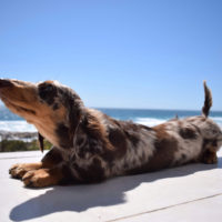 dapple dachshund stretching