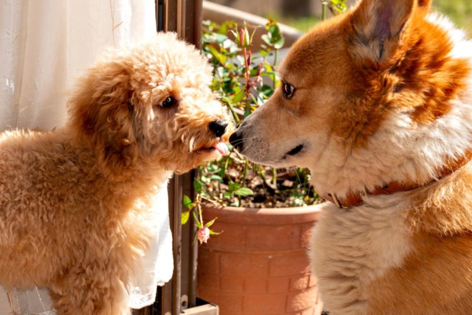 Corgipoo: Is This The Sweetest Family Dog Ever?