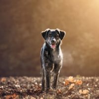 a mixed dog of german shepherd and australian shepherd standing in the autumn forest